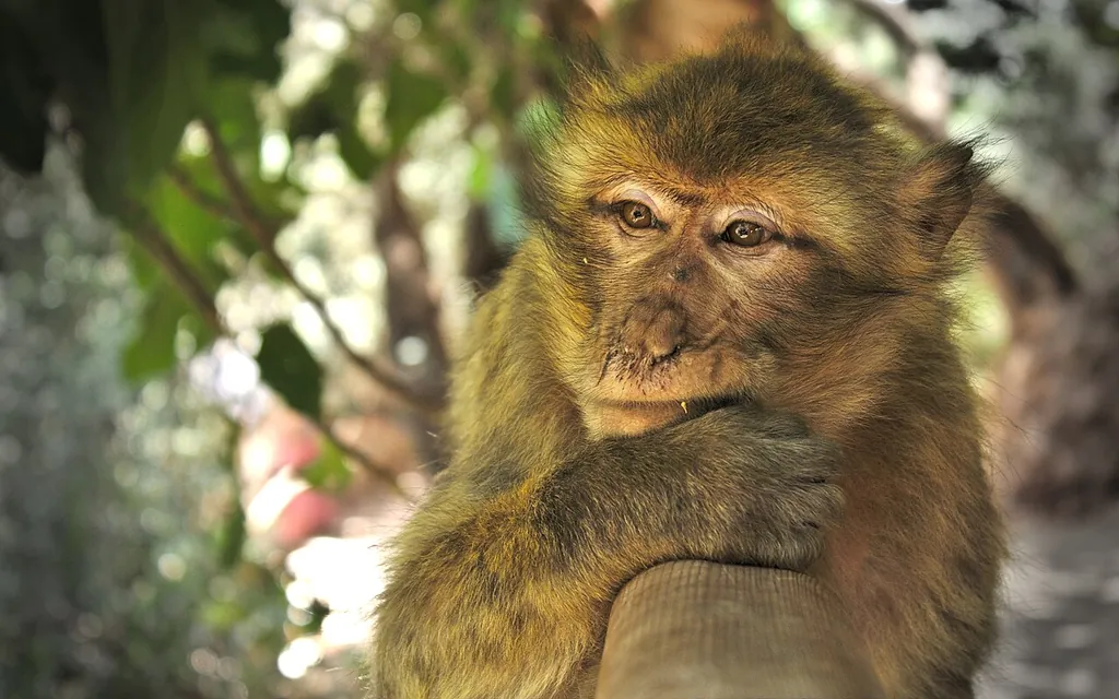 Barbary macaques and wildlife at Ouzoud